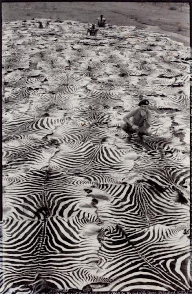Morani Zebra Rug at Lariak Estate, Kenya by Peter Beard