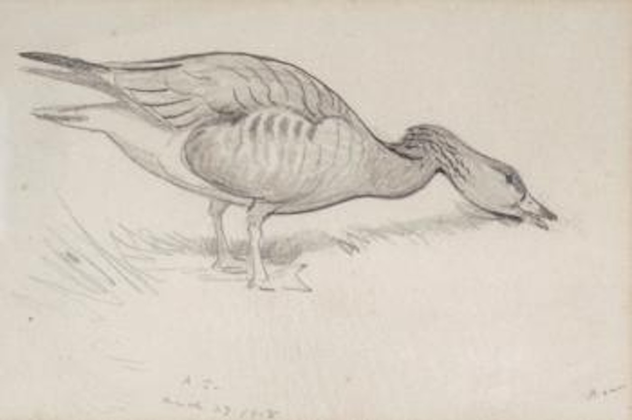 Studies of geese and ducks by Archibald Thorburn