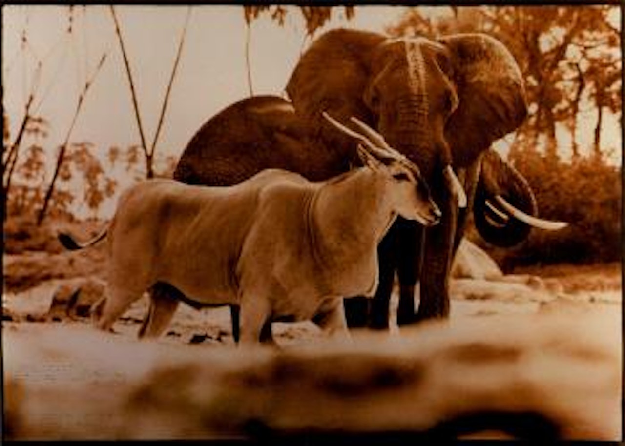 Eland bull passes drinking elephants in the Tiva (sand river) at Kathamula, in Tsava North, February by Peter Beard