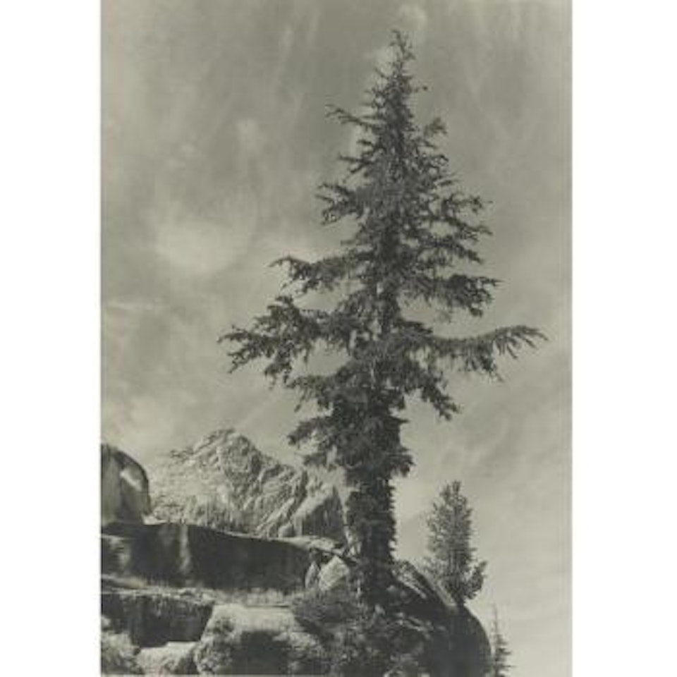 Hemlock Tree Near Benson Lake, Yosemite National Park by Ansel Adams