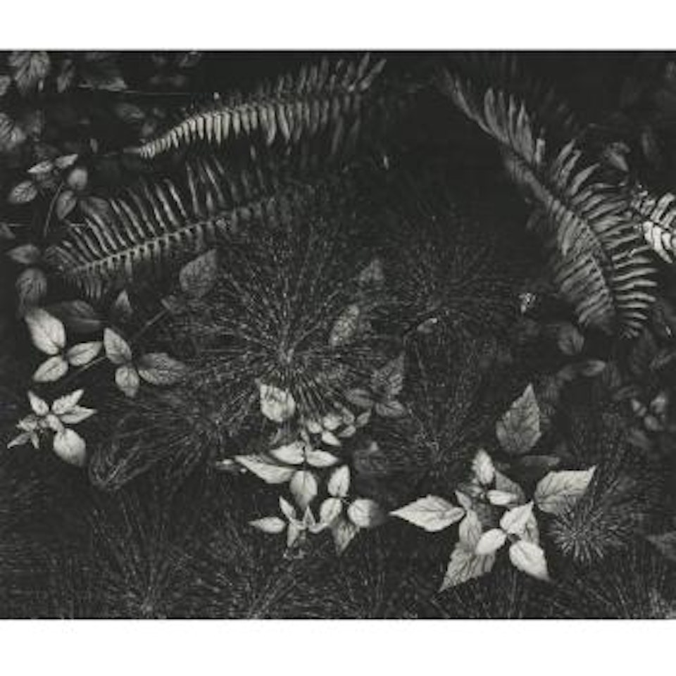Leaves, Mills College, Oakland, California by Ansel Adams