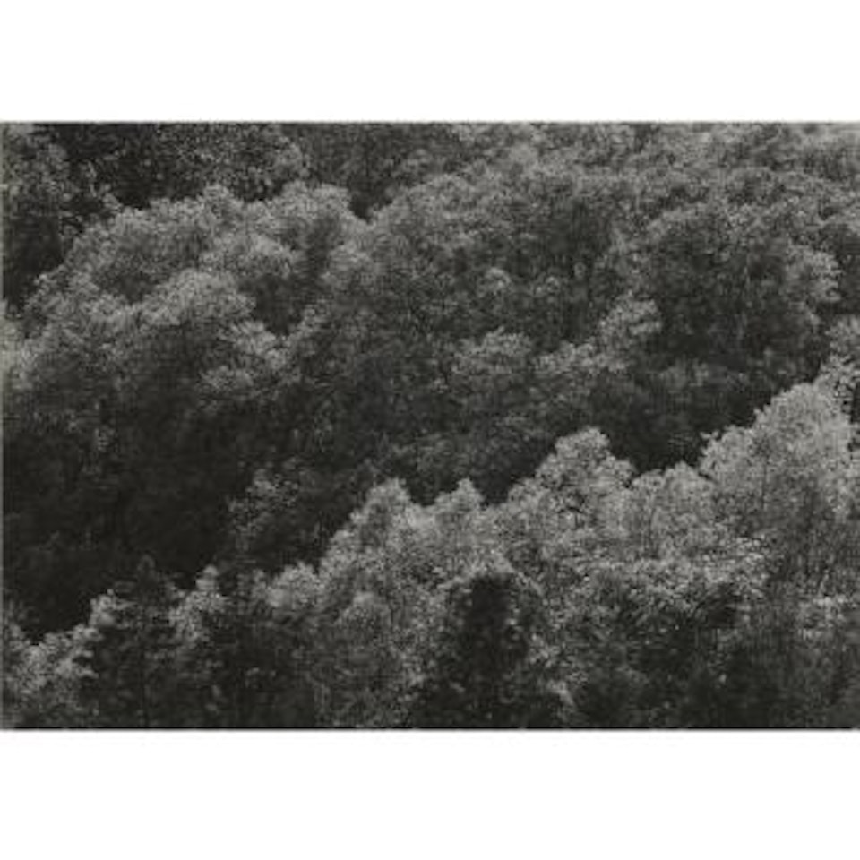 Treetops by Harry Callahan