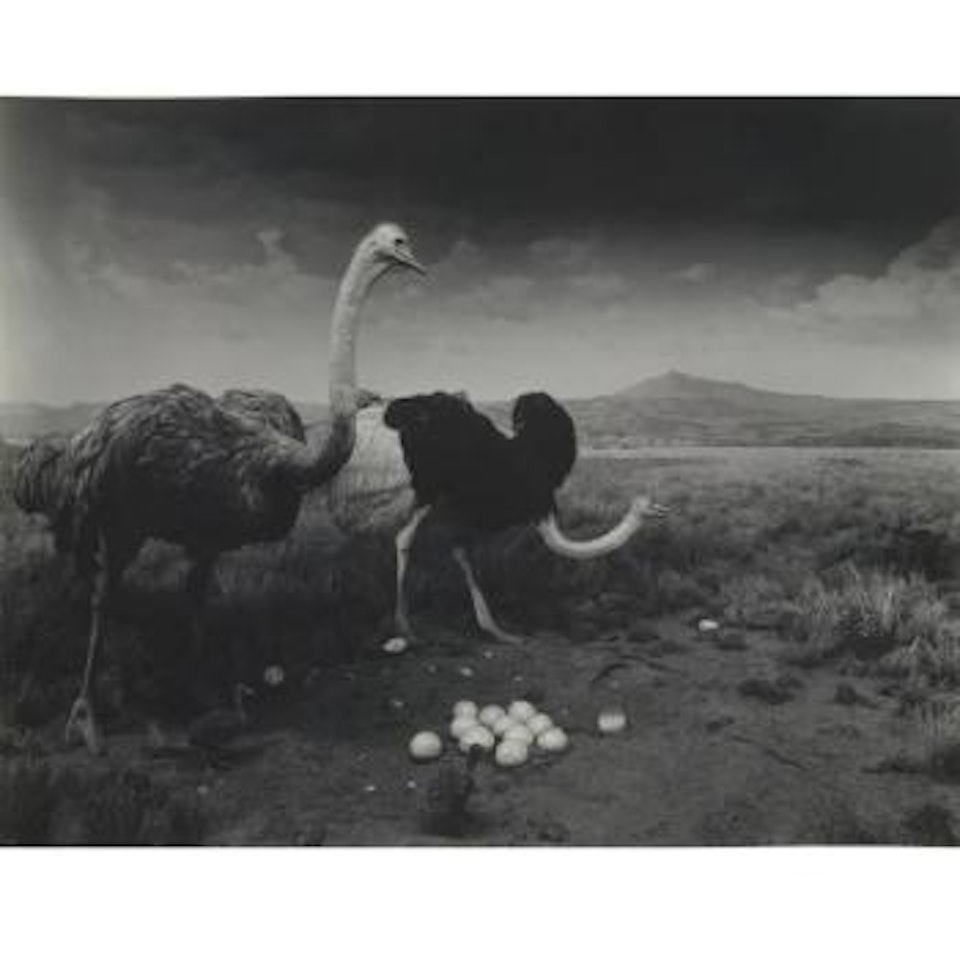 Ostrich-wart Hog by Hiroshi Sugimoto
