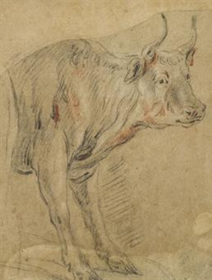 Un taureau by Jacob Jordaens