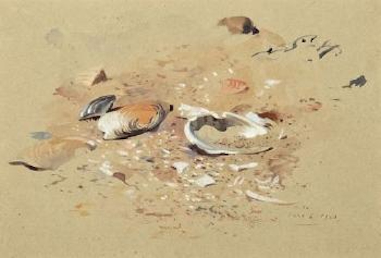 Sea shells by Archibald Thorburn