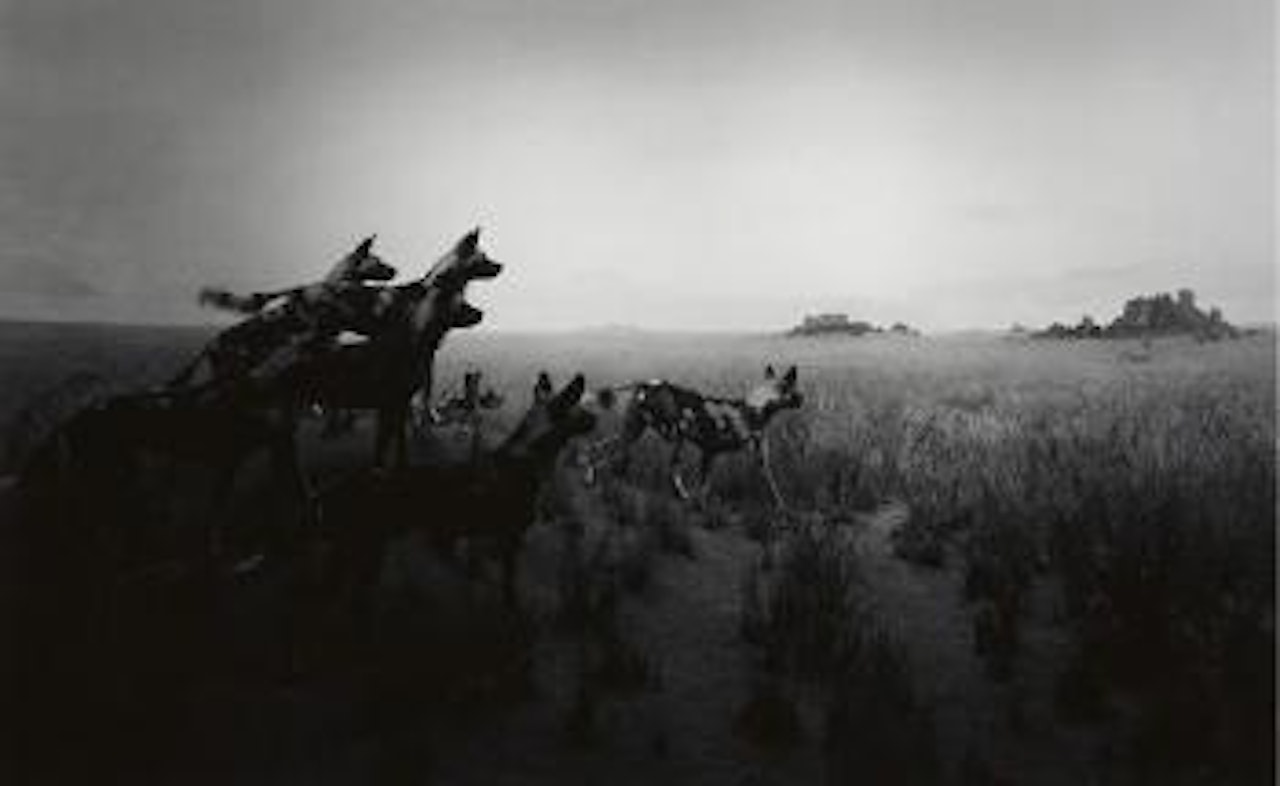 Hunting dog by Hiroshi Sugimoto