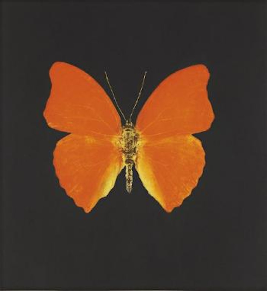 Orange Butterfly with Red Tips by Damien Hirst