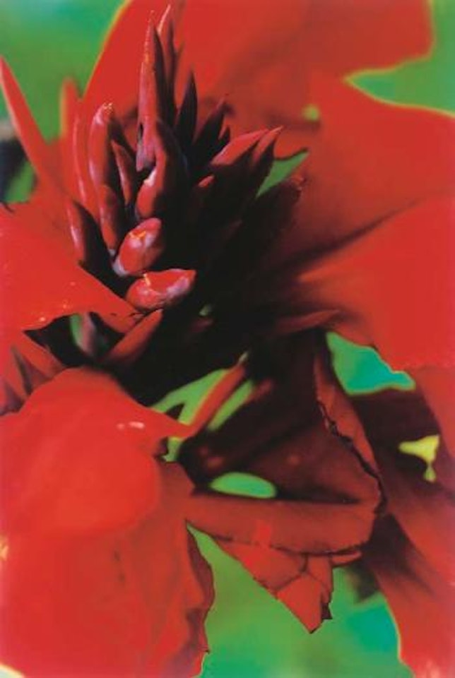 Plant no 46, Canna by Thomas Struth