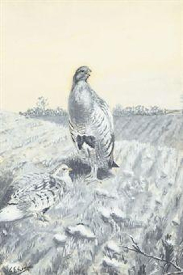 A pair of English partridges by George Edward Lodge
