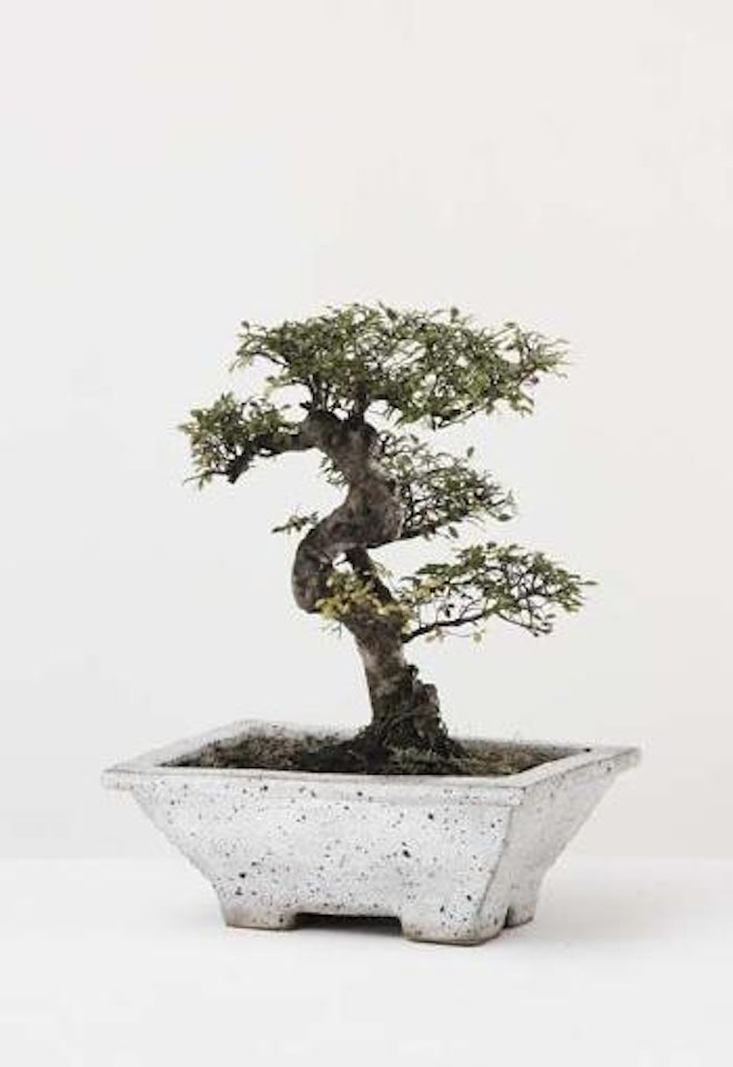Rectangular bonsai planter by Hans Coper by Lucie Rie