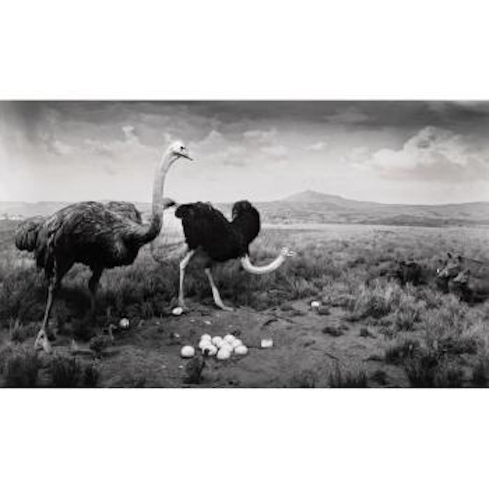Ostrich - Wart Hog by Hiroshi Sugimoto