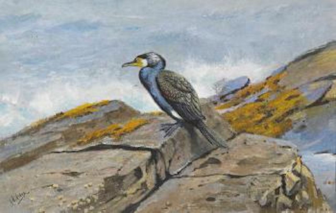 Cormorant on the rocks at Farne Islands by George Edward Lodge