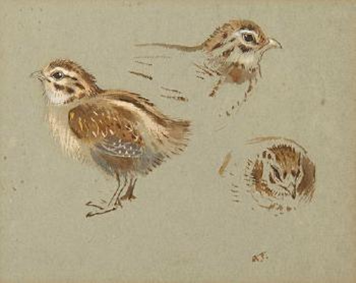 Study of a partridge chick by Archibald Thorburn