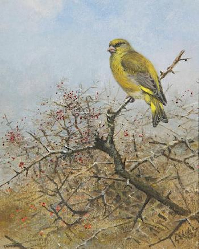 Greenfinch by George Edward Lodge