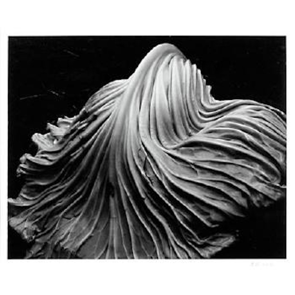 Cabbage Leaf by Edward Weston