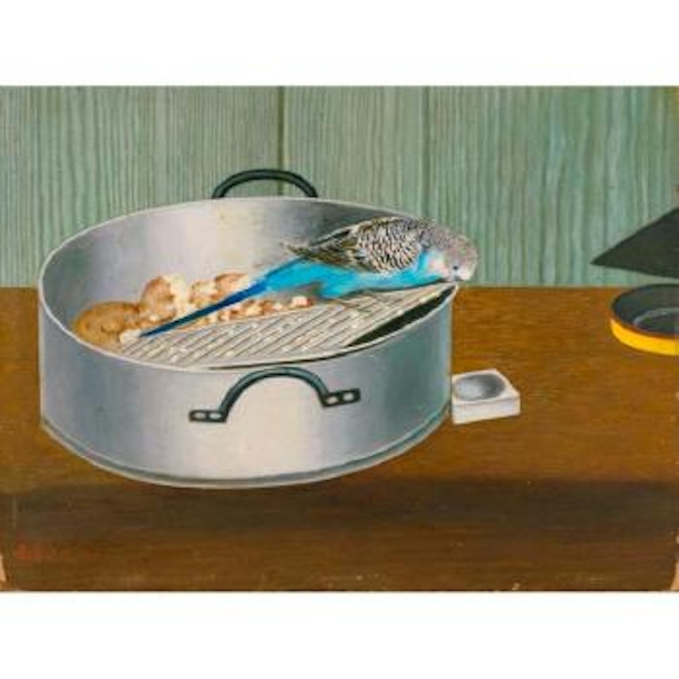Wellensittich Auf Aluminiumschüssel by Adolf Dietrich