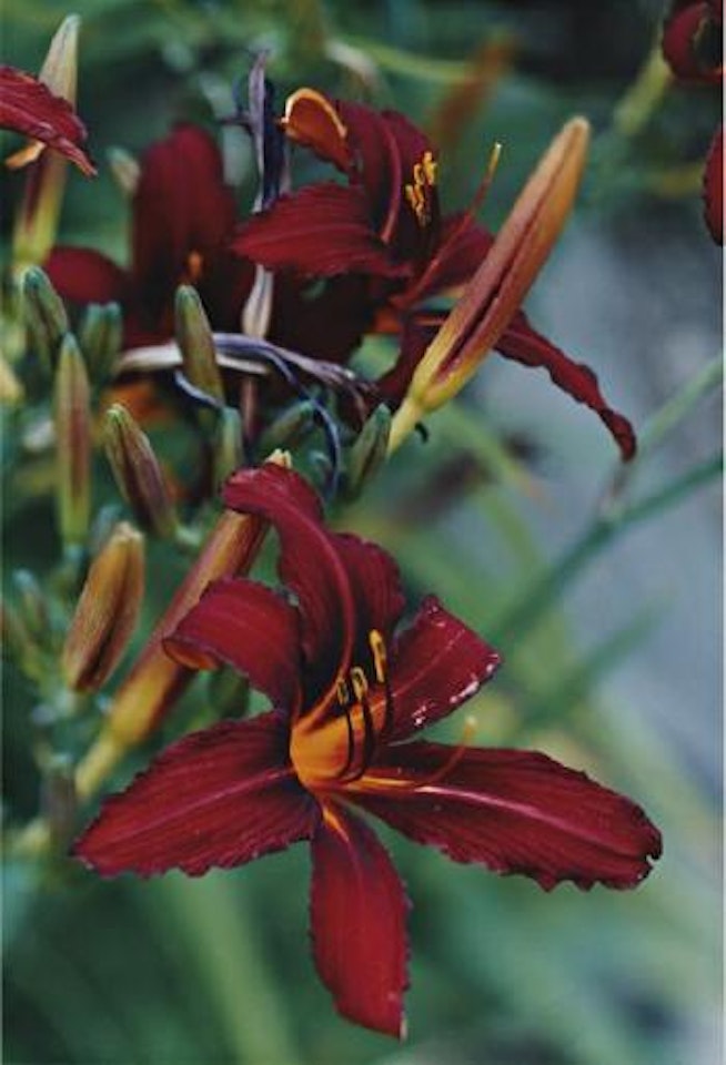 Rote Lilien - No. 50, Düsseldorf (Botanischer Garten) by Thomas Struth