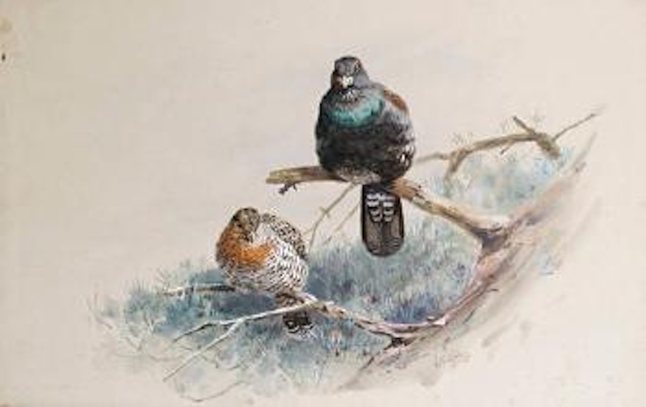 Studies of Capercallies by George Edward Lodge