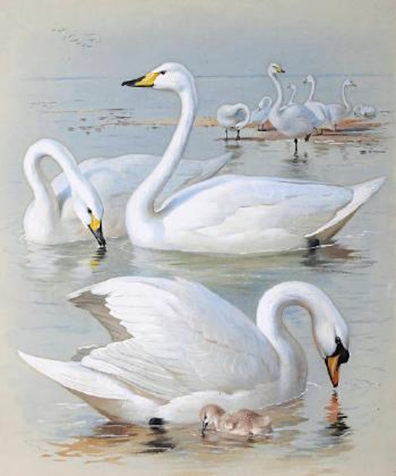 Bewick's swan, Whooper swan and Mute swan by Archibald Thorburn