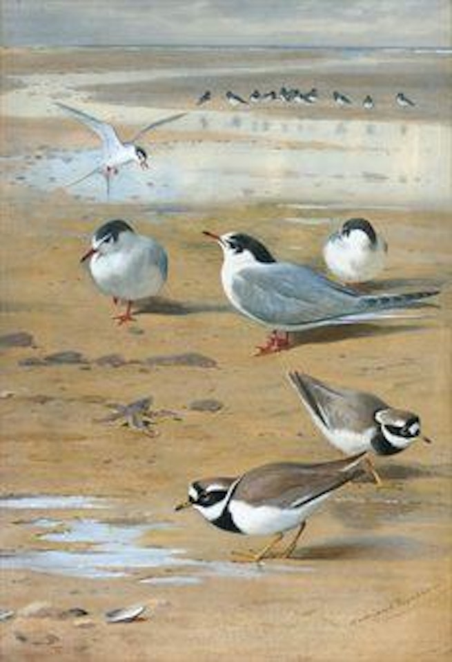 Ringed Plovers and Terns by Archibald Thorburn