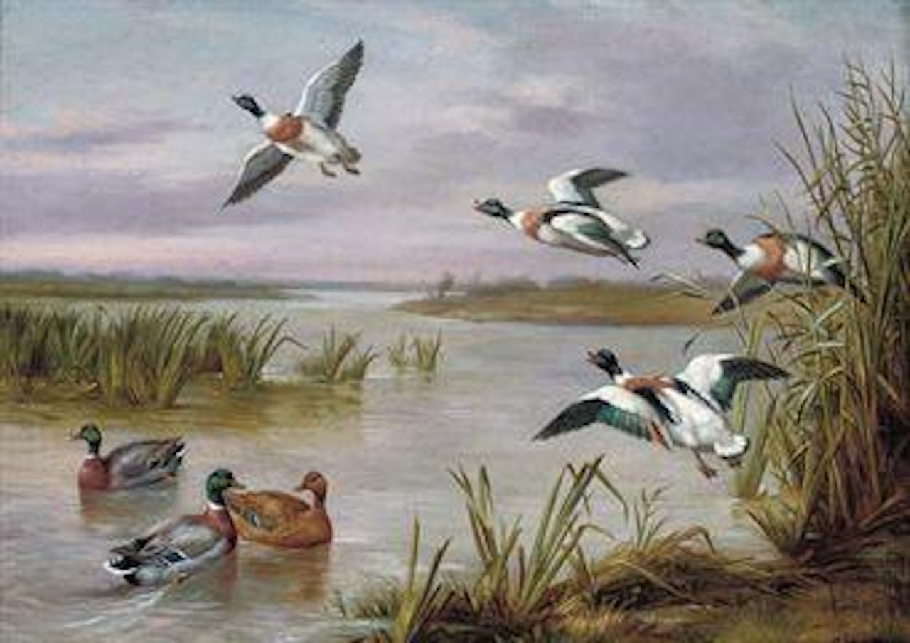 Mallard and Sheldrake by Edgar Hunt