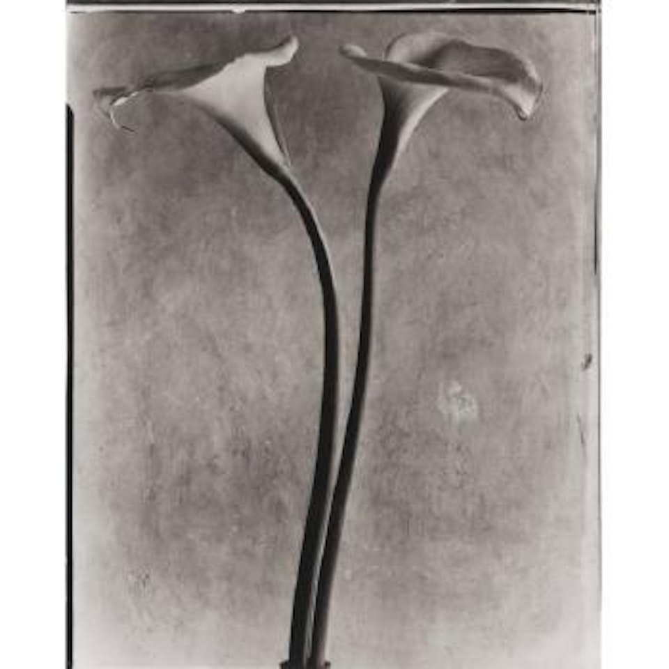 Calla Lilies by Manuel Alvarez Bravo by Tina Modotti