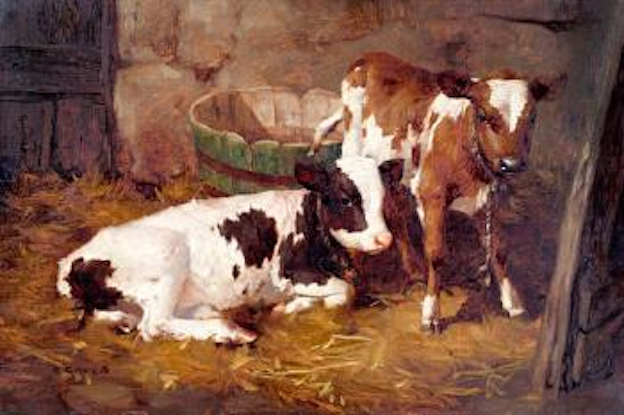 Calves in a barn interior by David Gauld