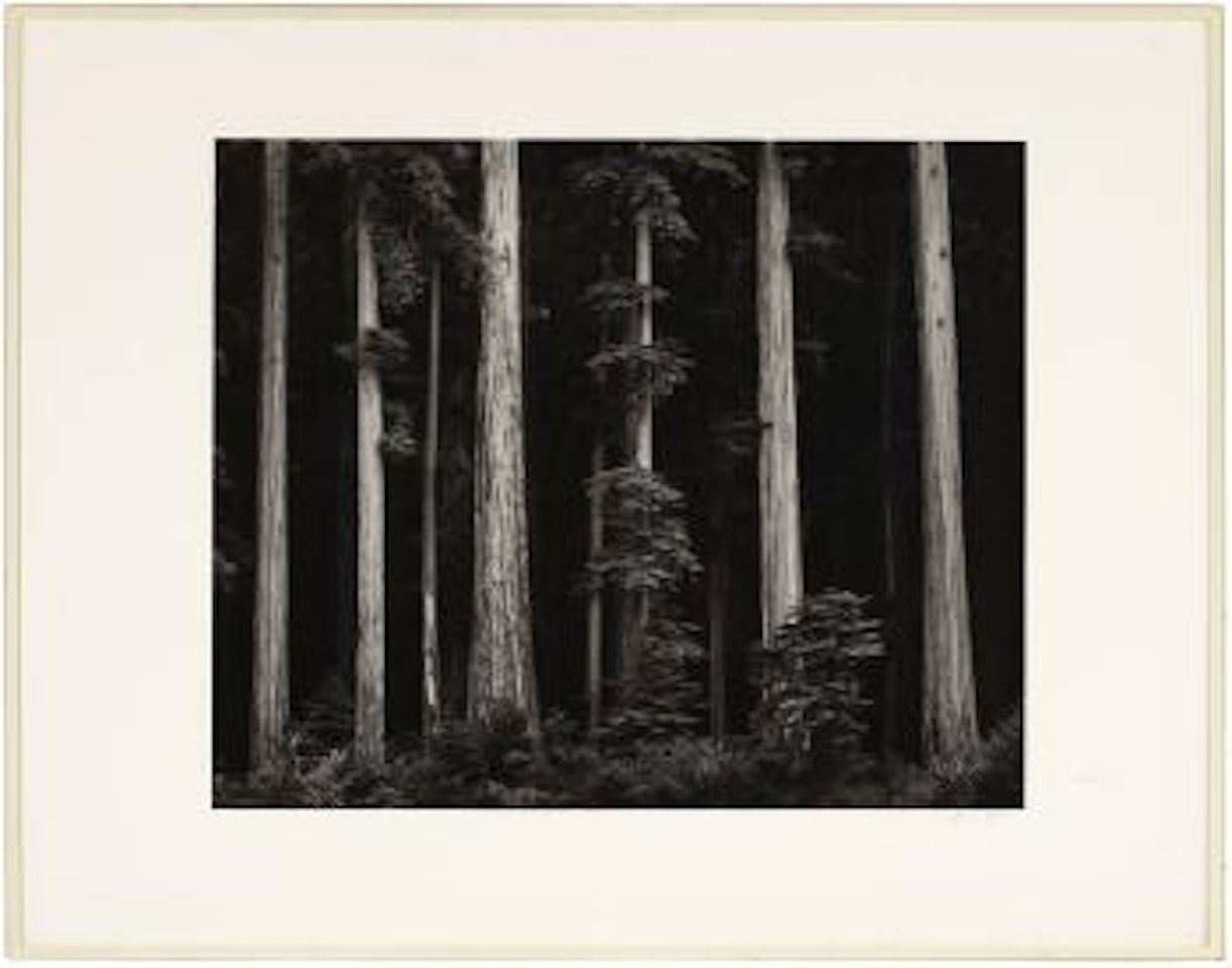Redwoods - Bull Creek Flat, Northern California by Ansel Adams