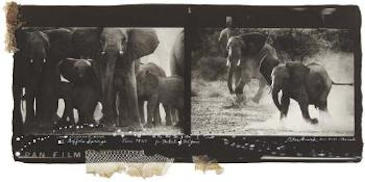 Cow Elephant Herd at Buffalo Springs, June, 1960 by Peter Beard