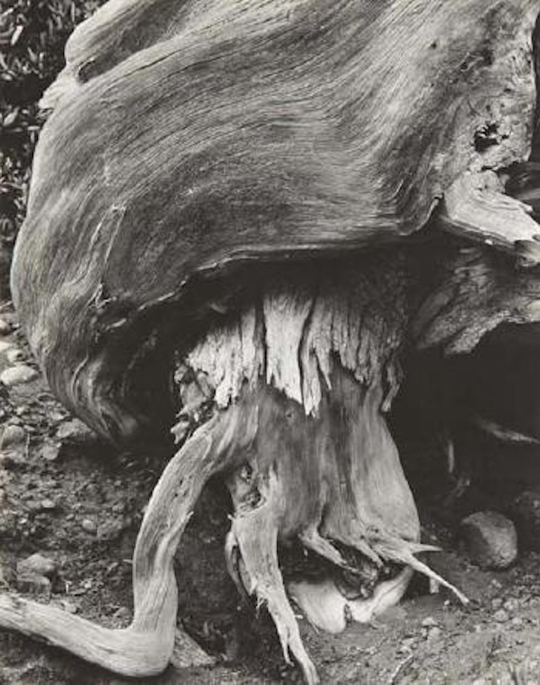 Cypress, Point Lobos by Edward Weston