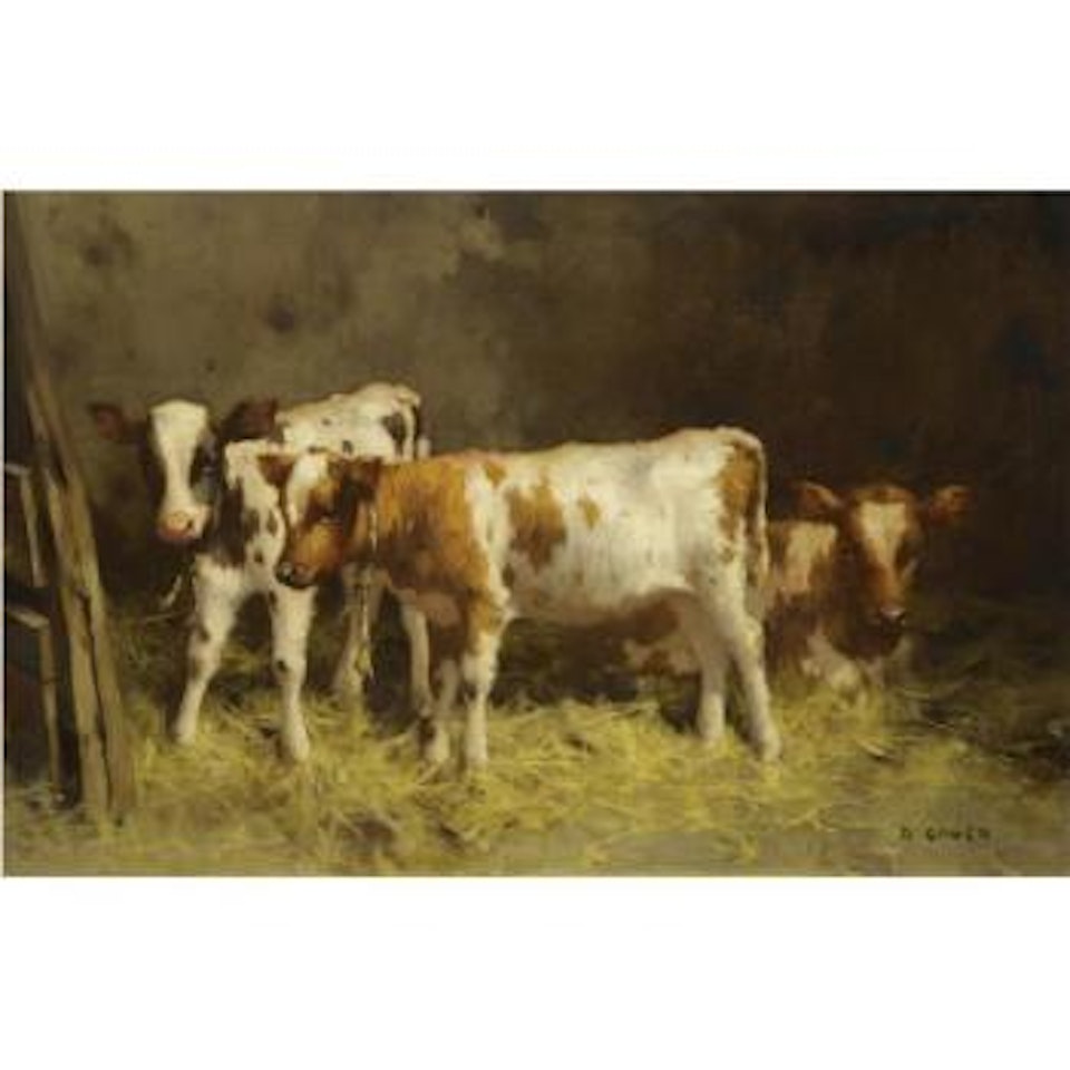 Cows by David Gauld