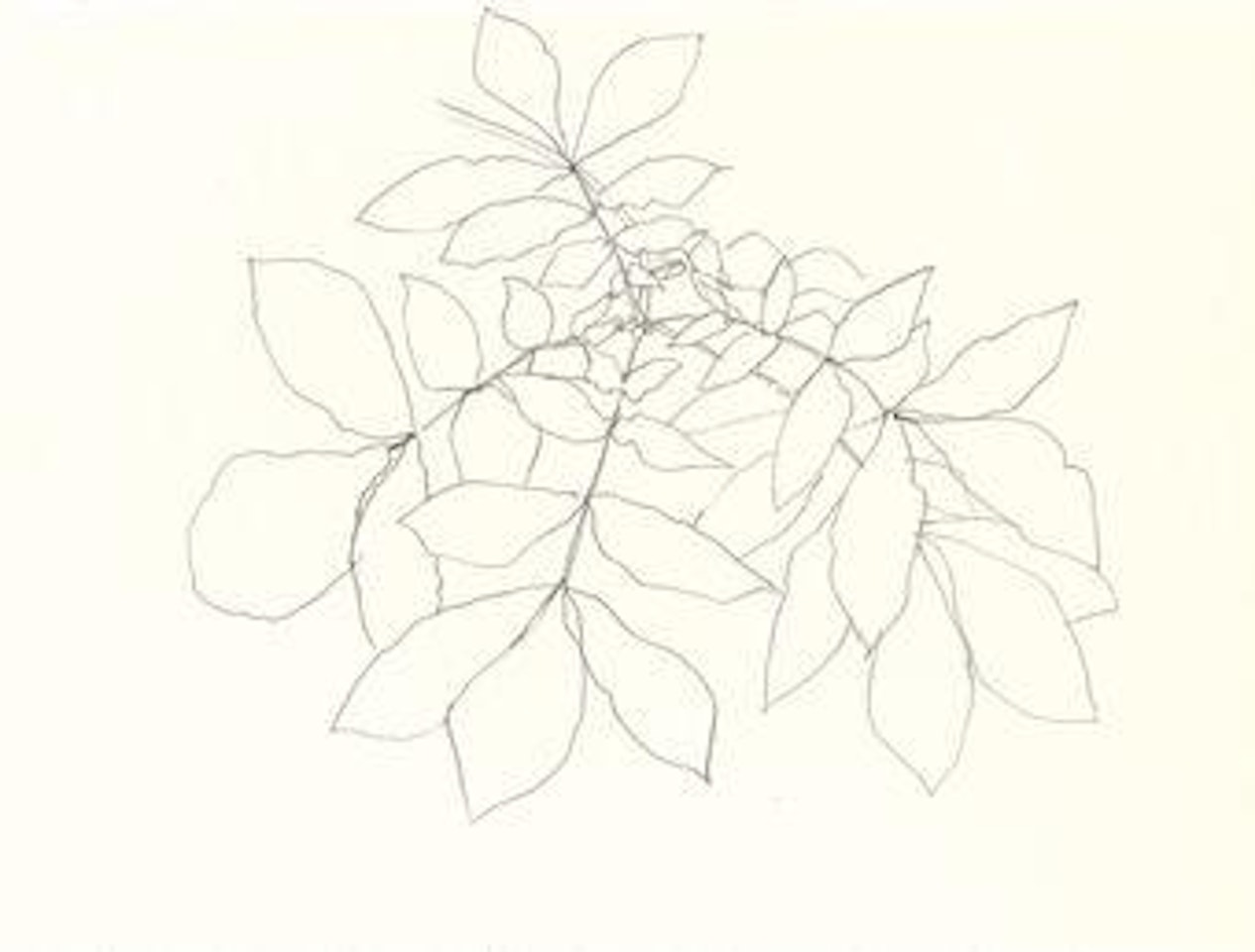 Chestnut Leaves by Ellsworth Kelly