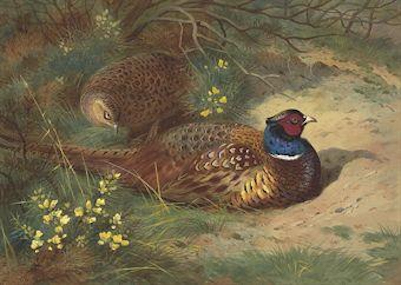 A cock and hen pheasant in the gorse by Archibald Thorburn