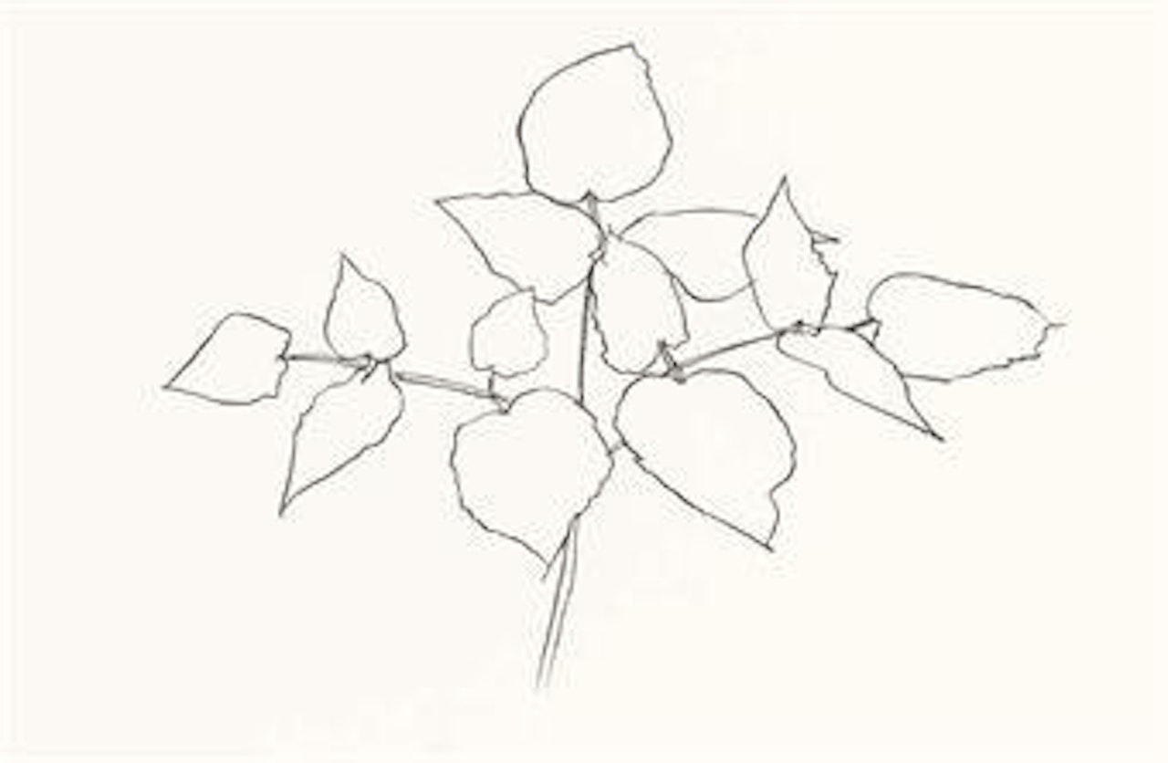 Woodland Plant (A 178) by Ellsworth Kelly