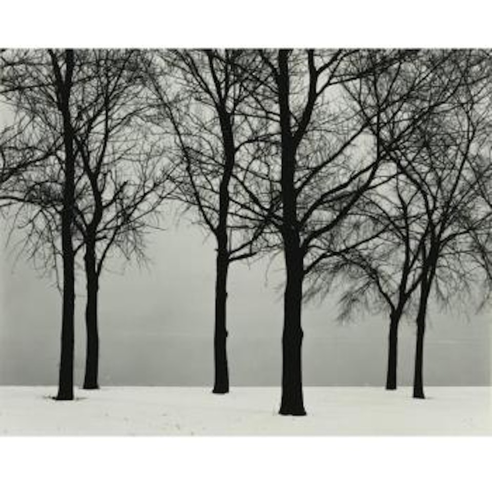 Trees And Mist (Chicago, Trees In Snow) by Harry Callahan