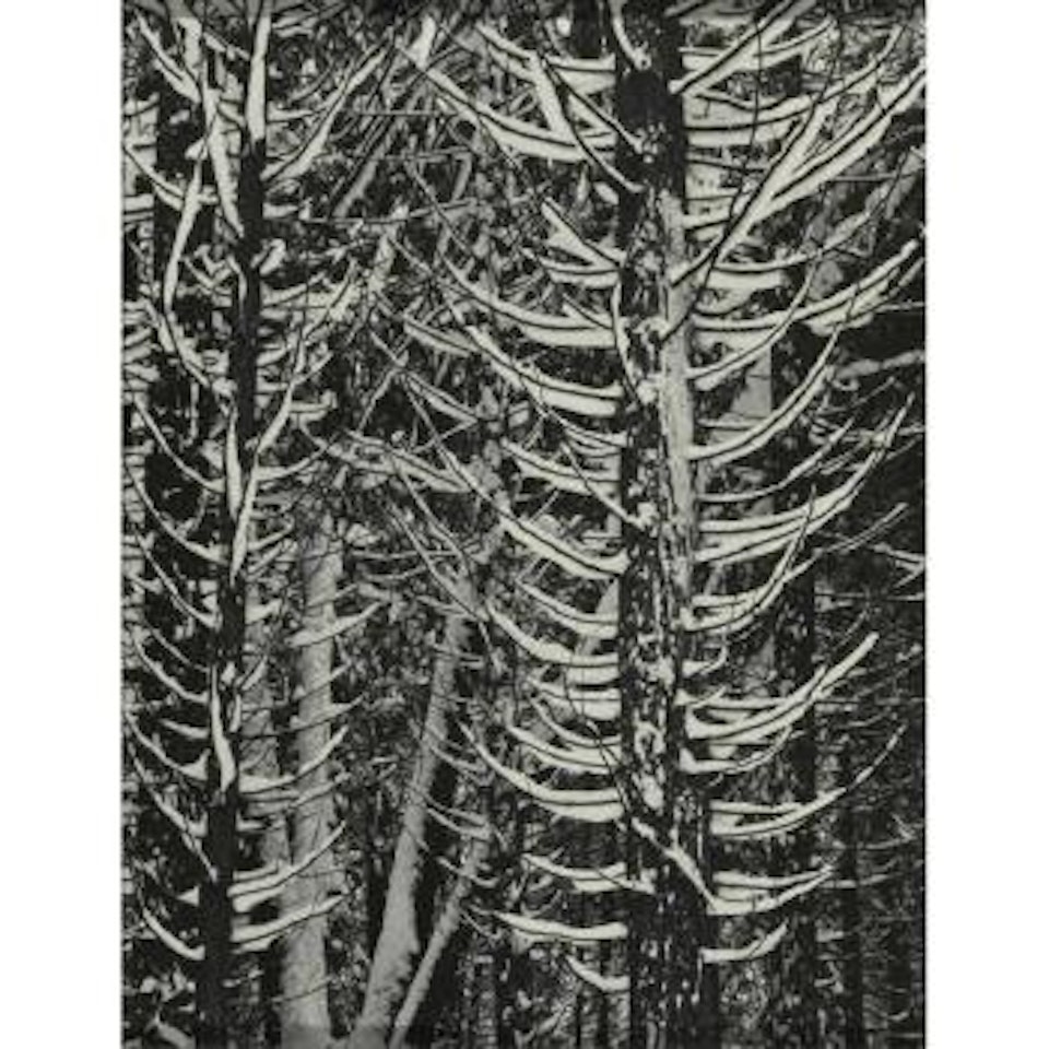 Cedar Trees In Snow, Winter, Yosemite National Park by Ansel Adams