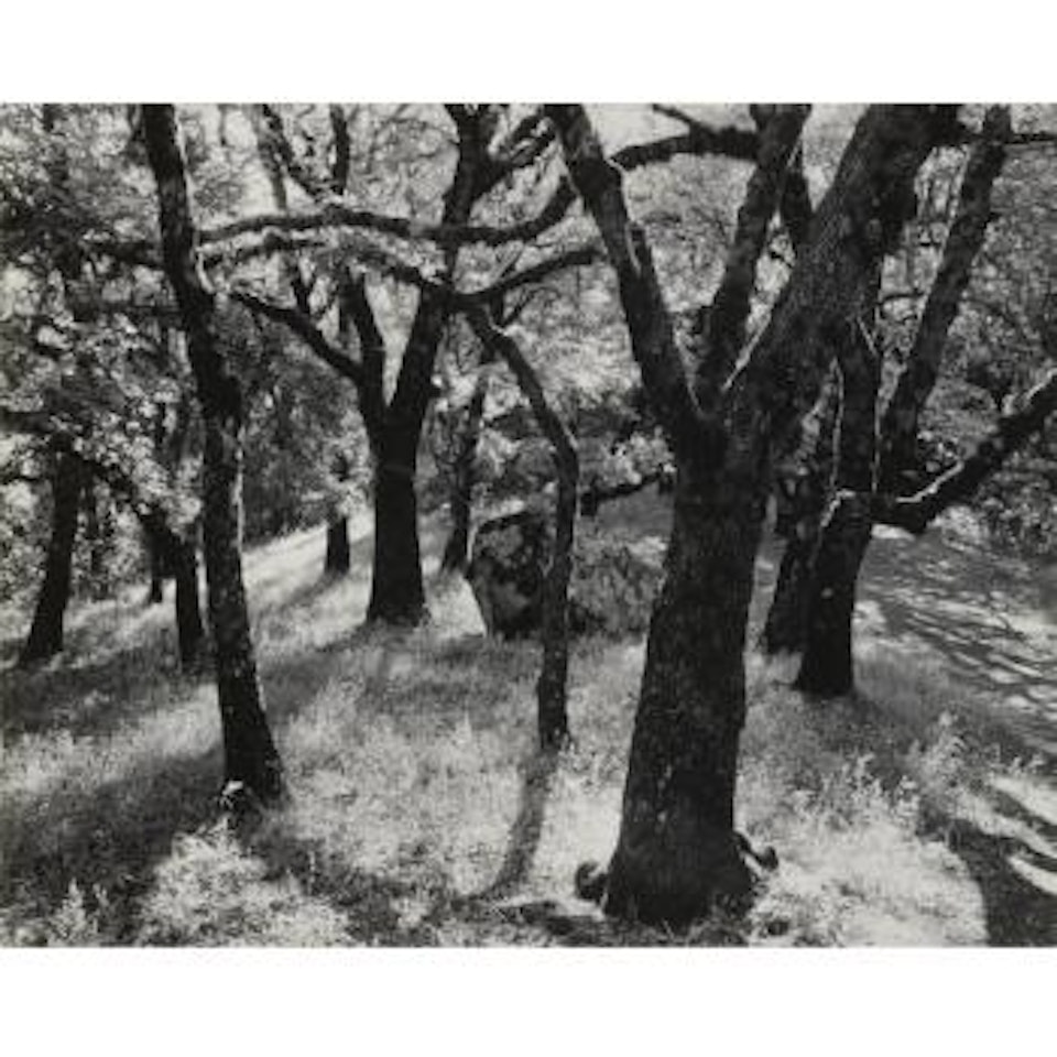 Forest, Castle Rock State Park, Calif. by Ansel Adams