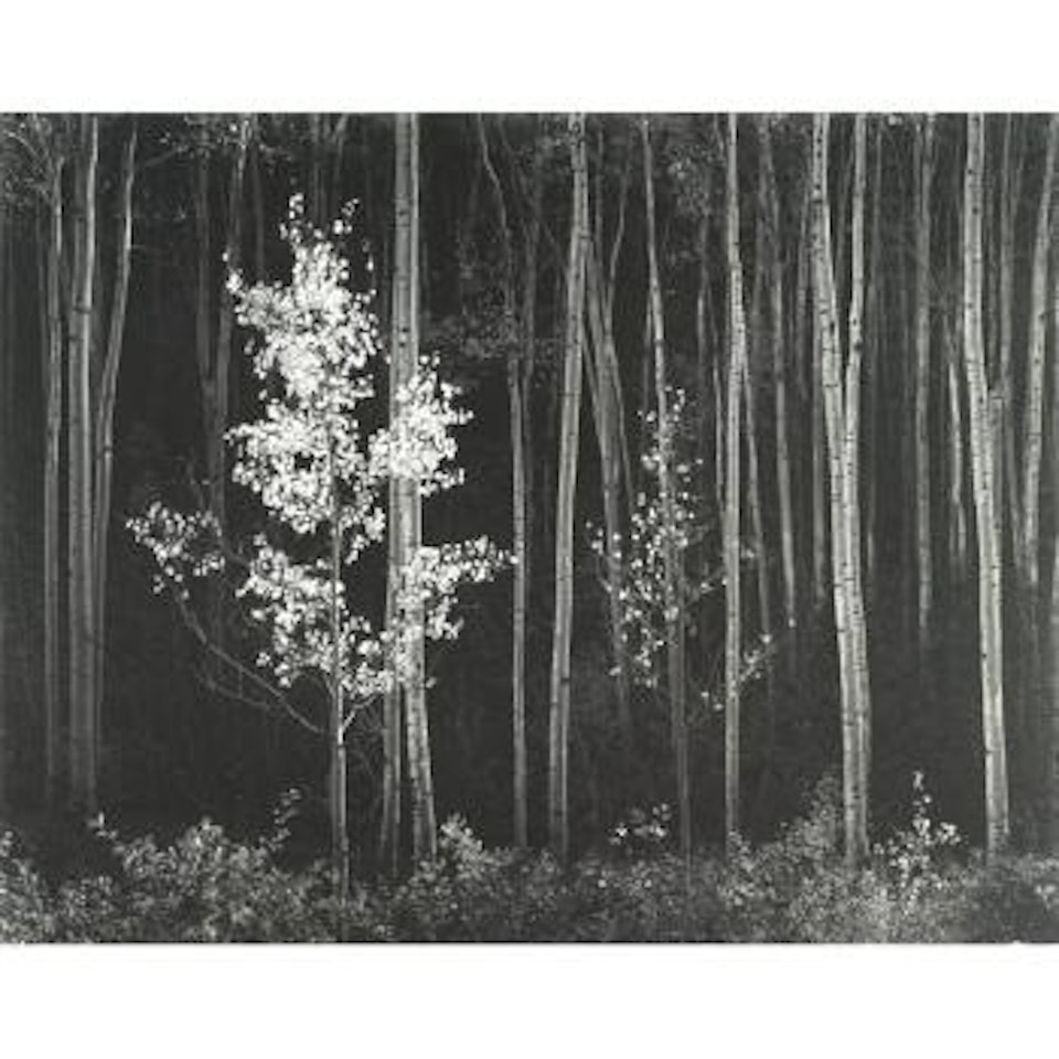 Aspens, Northern New Mexico by Ansel Adams