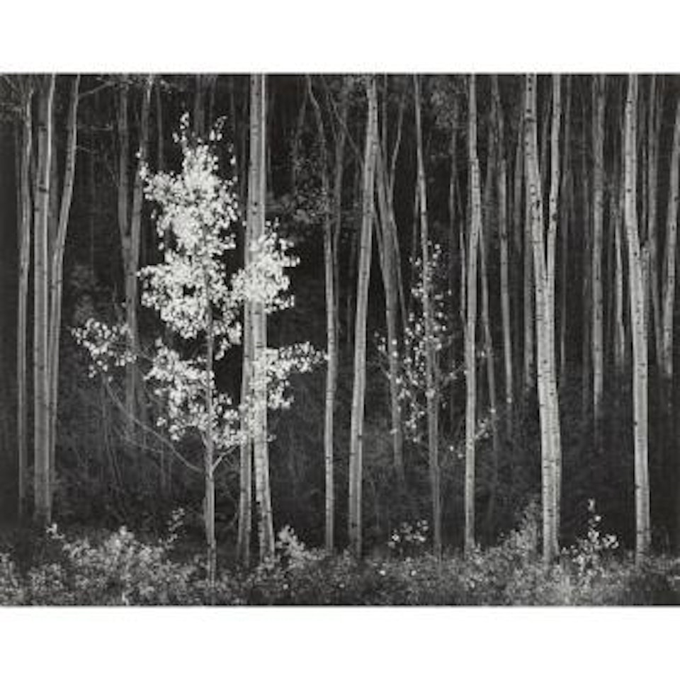 Aspens, Northern New Mexico by Ansel Adams