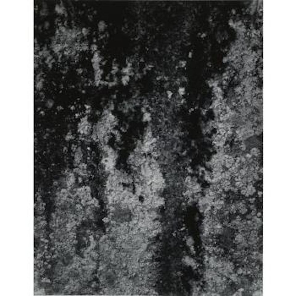 Lichens And Rock by Ansel Adams