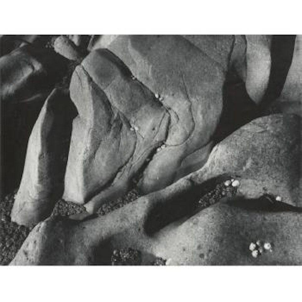 Rocks And Limpets, Point Lobos by Ansel Adams