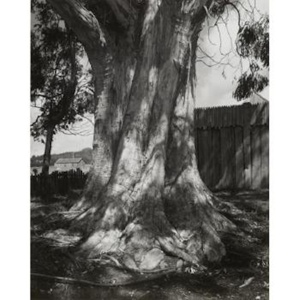 Eucalyptus Tree, Fort Ross, California by Ansel Adams