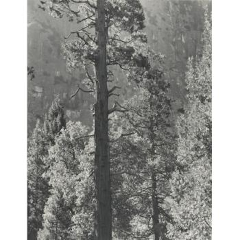 Cedar Tree, Cliffs, Yosemite Valley by Ansel Adams