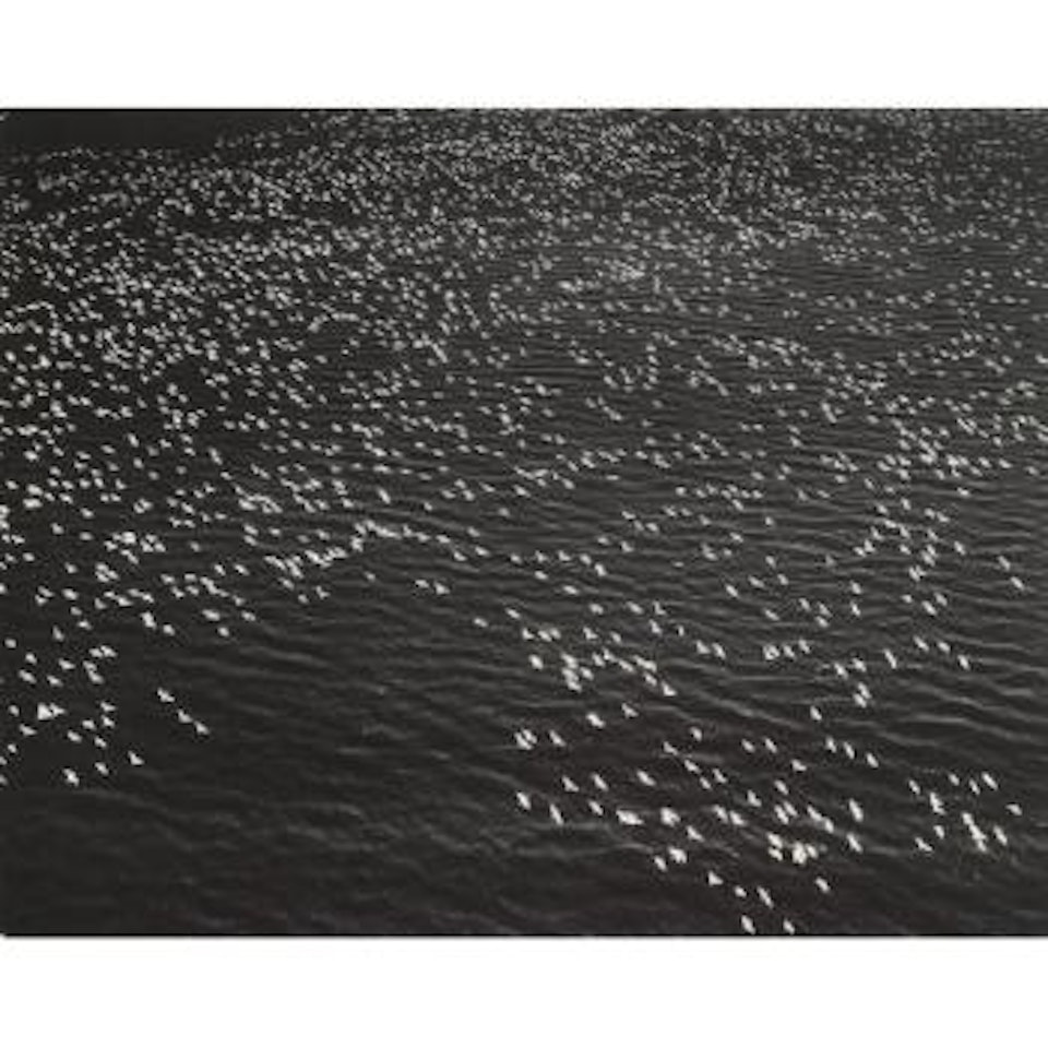 Sea Birds (Aerial) by Margaret Bourke-White