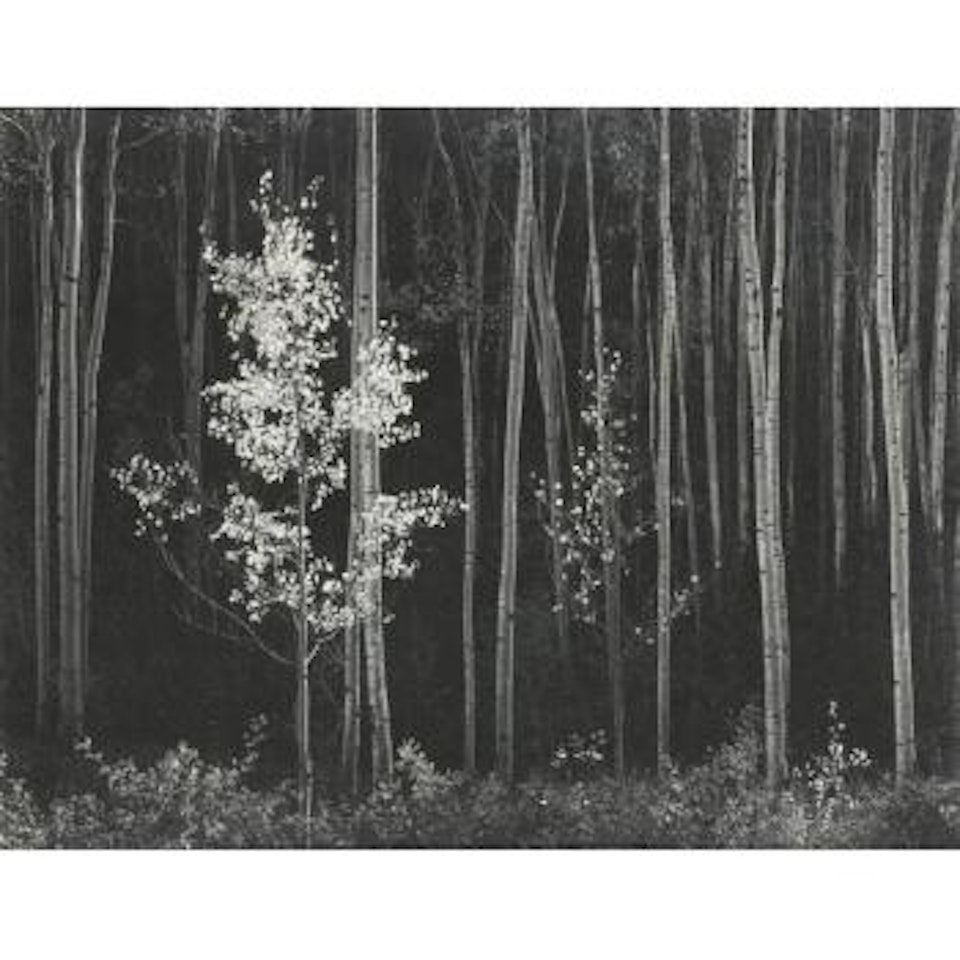 Aspens, Northern New Mexico by Ansel Adams