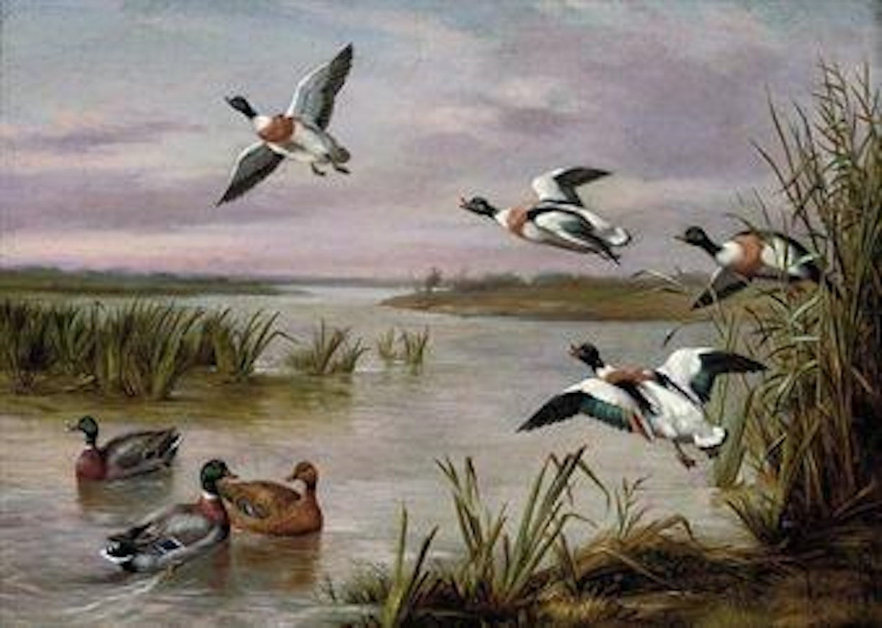 Mallard and Sheldrake by Edgar Hunt