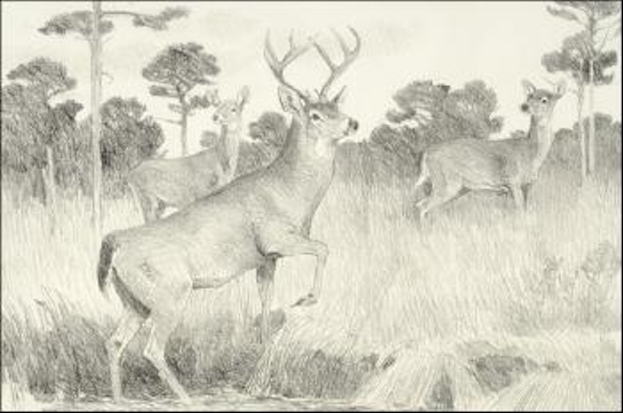 Whitetail deer by Bob Kuhn