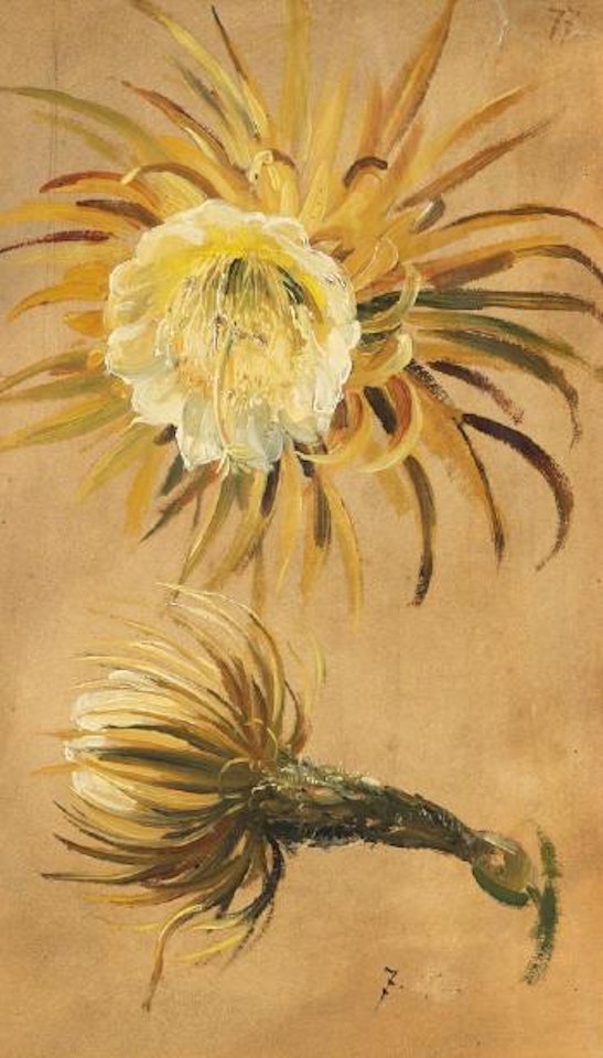 Distelblüten-Studie und Weinblatt-Studie by Christian Friedrich Gille