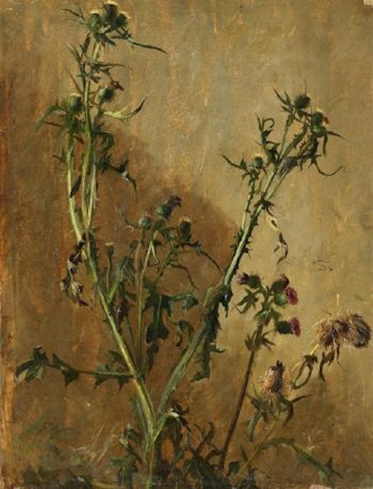 Distel-Studie by Christian Friedrich Gille