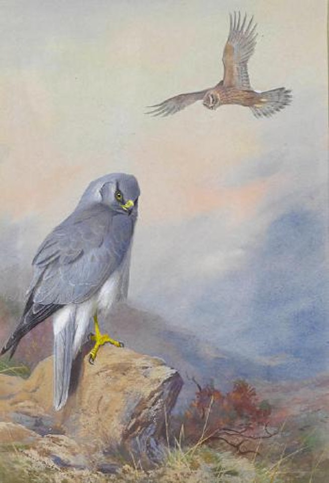 Hen Harrier by Archibald Thorburn